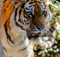 Animal Predator Tiger