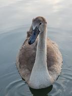 Swan Animal Children Water
