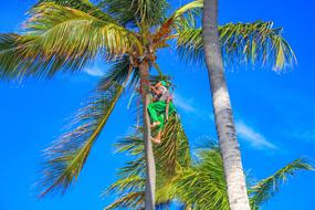 Person climbing on the colorful palm trees in Dominican Republic, under the blue sky with white clouds