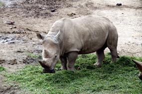 Rhino Zoo Safari