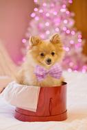 Christmas Dog Puppy