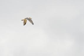 lone wild gull in flight
