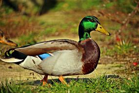 Duck Bird Drake