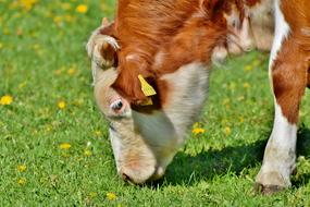 Calf Cow Beef