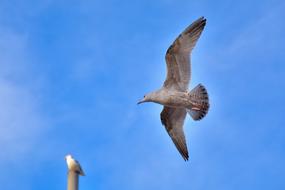 Seagull Bird in Nature