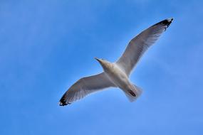 Seagull Bird Nature