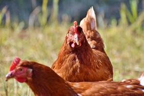 Chicken Hen Bird