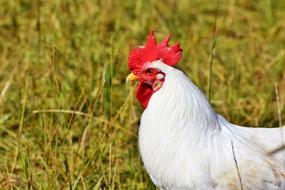 Hahn Crow Poultry