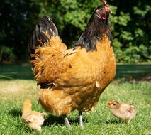 Chicken Chick Poultry