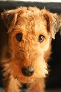 Dog Airedale Terrier Animal