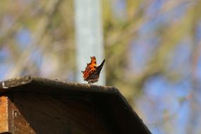 Butterfly Insect Wing