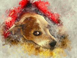 dog looking animal art watercolor