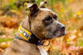 Amstaff Portrait Dog