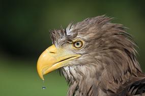 Wet Eagle White Tail