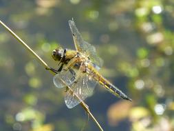 Dragonfly Insect Pond