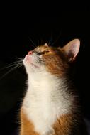 Cat Pet Domestic Animal