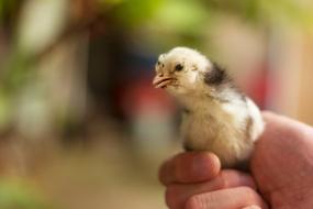 Chick Animal Nature