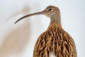 Bird Ibis Bill