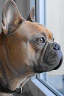 French Bulldog Dog Animal