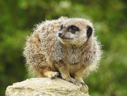 Meerkat Animal Mammal