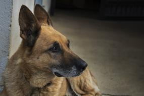 Pet Dog Cute Animal