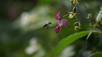 Bee Pink Flower Insect