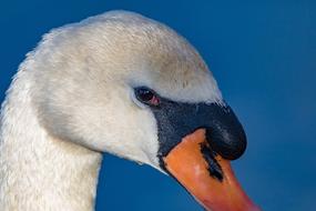 Swan Eye Animal
