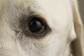 Dog Labrador Animal