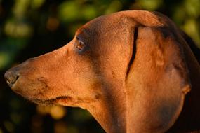 Teckel Sausage Dog