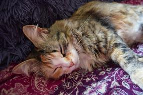 Cat Cute Fluffy