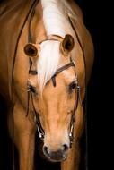 Cavalry Human Mammal