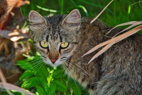 Cat Animal World Close