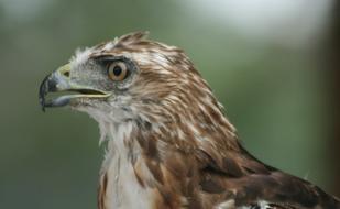 Red Tail Hawk Bird