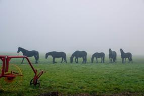 Horses Parade view