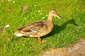 Bird Waterfowl Duck Female