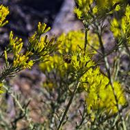 Bee Feeding On Rabbitbrush Insect
