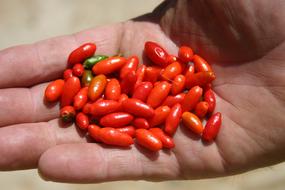 small red peppers in hand