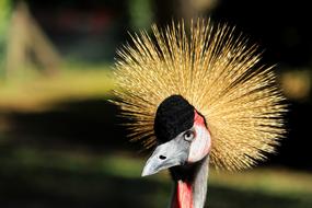oriental crane head