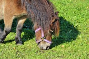 Horse Pony Mane on farm