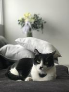 Tuxedo Cat Cute Sit