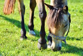 Horse Ride Reiter
