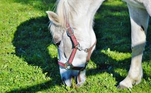 Horse Ride Reiter