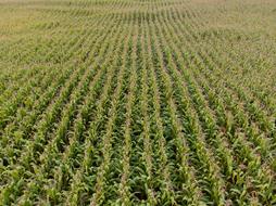 cornfield big green
