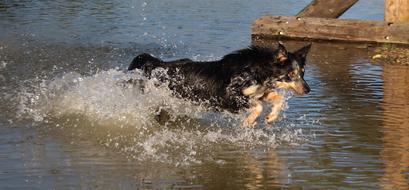 Border Collie Water Action