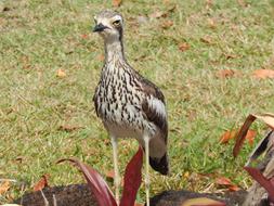 Curlew Bird Suspicious