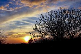 Sunset Tree In The Evening