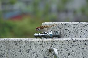 Animal Water Service Bird Wild