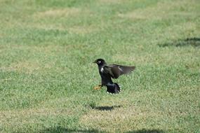 Animal Park Lawn