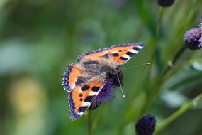 Hives Butterfly