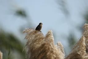 Bird Nature Branch